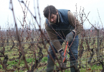 Viticulteur : un métier de passion dans "Ce qui nous lie"