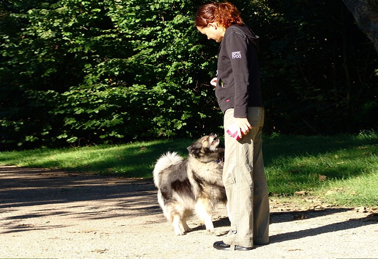 Quitter son métier pour devenir éducateur canin