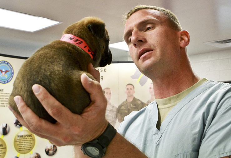 Auxiliaire vétérinaire : la passion des animaux