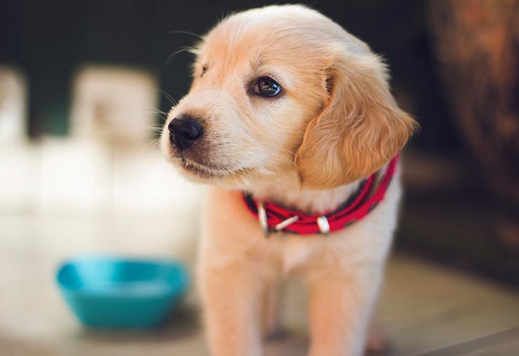 Nouveau métier de câlineur pour chiens au Canada