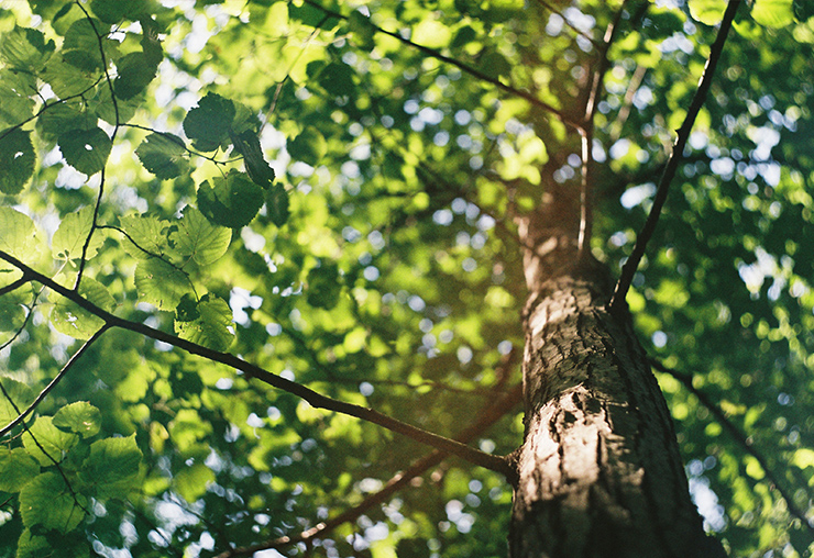 Un concours des arboristes grimpeurs