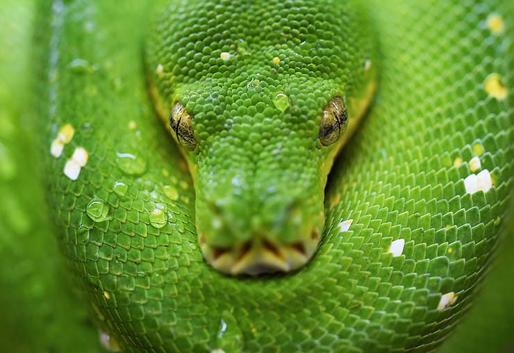 Attrapeur de serpents : un métier en plein boom en Australie