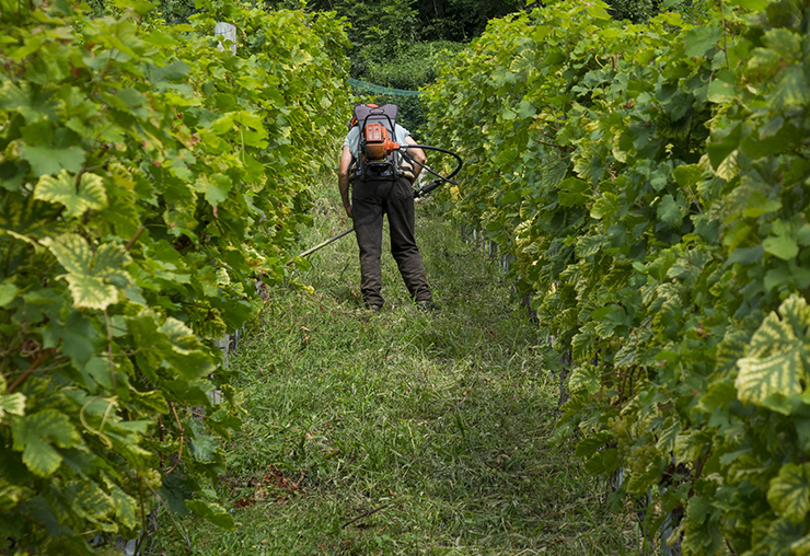 La viticulture menacée par les changements climatiques