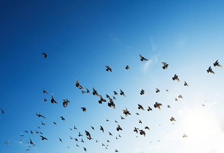 Effaroucheur d'oiseaux : un rôle clé à l'aéroport