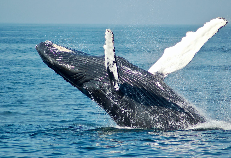 S'engager pour la protection des océans