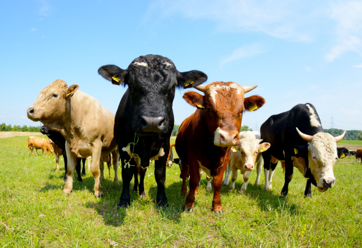 Formation bien-être animal