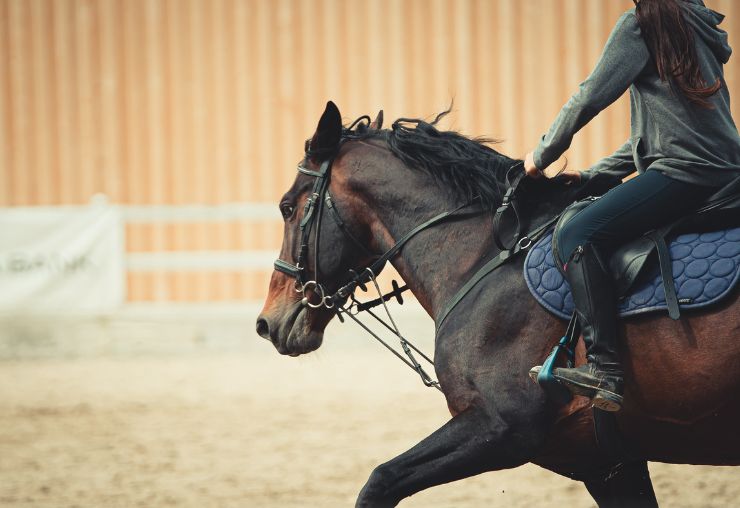 Les métiers de l’équitation : Accompagnateur de Tourisme Équestre (ATE) ou Moniteur d’équitation