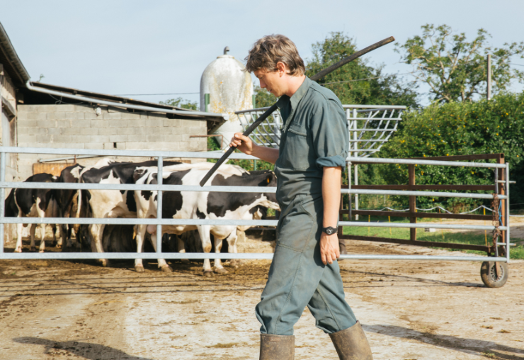 Éleveur, entre vocation et réalité : le regard de « Petit Paysan »