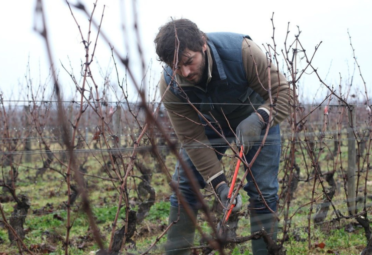 Viticulteur : un métier de passion dans "Ce qui nous lie"